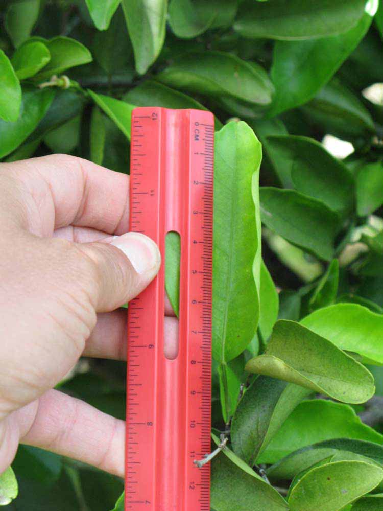              Unifoliolate leaf (Winter Haven, FL)       